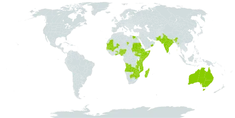 Cordia sinensis world distribution map, present in Angola, Australia, Burkina Faso, Botswana, Djibouti, Egypt, Ethiopia, Ghana, India, Israel, Kenya, Sri Lanka, Madagascar, Mali, Myanmar, Mozambique, Mauritania, Nigeria, Oman, Pakistan, Qatar, Saudi Arabia, Sudan, Senegal, Somalia, South Sudan, Chad, Togo, Tanzania, United Republic of, Uganda, Yemen, South Africa, Zambia, and Zimbabwe