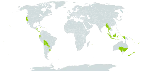 Cordyline world distribution map, present in Australia, Bolivia (Plurinational State of), Cook Islands, Costa Rica, Ecuador, Fiji, Honduras, Indonesia, Jamaica, Myanmar, Mauritius, Norfolk Island, Nauru, New Zealand, Panama, Pitcairn, Puerto Rico, Paraguay, Réunion, Solomon Islands, Thailand, Tonga, Tuvalu, Uruguay, United States of America, Vanuatu, Wallis and Futuna, and Samoa