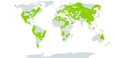 Coriandrum sativum world distribution map, present in Afghanistan, Angola, Anguilla, Argentina, Armenia, Australia, Austria, Azerbaijan, Benin, Bangladesh, Bosnia and Herzegovina, Belarus, Belize, Bolivia (Plurinational State of), Brazil, Bhutan, Central African Republic, Canada, Switzerland, China, Cameroon, Colombia, Cabo Verde, Costa Rica, Cuba, Cyprus, Germany, Dominican Republic, Algeria, Ecuador, Egypt, Spain, Estonia, Fiji, France, Georgia, Greece, Guatemala, Honduras, Croatia, Haiti, Hungary, India, Iran (Islamic Republic of), Israel, Italy, Japan, Kazakhstan, Cambodia, Lao People's Democratic Republic, Lebanon, Libya, Lithuania, Latvia, Morocco, Mexico, North Macedonia, Myanmar, Montenegro, Mongolia, Mozambique, Mauritius, Malaysia, Nepal, New Zealand, Pakistan, Peru, Philippines, Poland, Puerto Rico, Korea (Democratic People's Republic of), Portugal, Paraguay, Réunion, Romania, Russian Federation, Saudi Arabia, Sudan, El Salvador, Serbia, Slovakia, Syrian Arab Republic, Thailand, Tajikistan, Turkmenistan, Trinidad and Tobago, Tunisia, Turkey, Taiwan, Province of China, Ukraine, United States of America, Uzbekistan, Viet Nam, Yemen, South Africa, and Zimbabwe