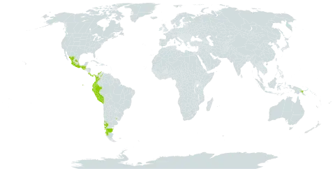 Coriaria ruscifolia subsp. microphylla world distribution map, present in Argentina, Chile, Colombia, Costa Rica, Ecuador, Guatemala, Mexico, Panama, Peru, Papua New Guinea, Uruguay, and Venezuela (Bolivarian Republic of)