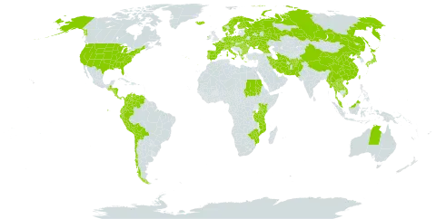 Cornus world distribution map, present in Afghanistan, Åland Islands, Albania, Australia, Austria, Burkina Faso, Bulgaria, Belarus, Bolivia (Plurinational State of), Switzerland, Chile, China, Colombia, Costa Rica, Czech Republic, Germany, Denmark, Ecuador, Spain, Finland, France, Micronesia (Federated States of), Georgia, Greece, Guatemala, Honduras, Hungary, Ireland, Iran (Islamic Republic of), Iceland, Italy, Japan, Kenya, Lao People's Democratic Republic, Myanmar, Montenegro, Mozambique, Malaysia, Nicaragua, Netherlands, Norway, Nepal, Pakistan, Panama, Peru, Poland, Korea (Democratic People's Republic of), Portugal, Romania, Russian Federation, Rwanda, Sudan, Sweden, Turks and Caicos Islands, Thailand, Turkmenistan, Taiwan, Province of China, Tanzania, United Republic of, Uganda, Ukraine, United States of America, Venezuela (Bolivarian Republic of), Viet Nam, and Zimbabwe