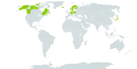 Cornus suecica world distribution map, present in Canada, Germany, Denmark, Finland, France, Iceland, Japan, Netherlands, Norway, Poland, Sweden, and United States of America