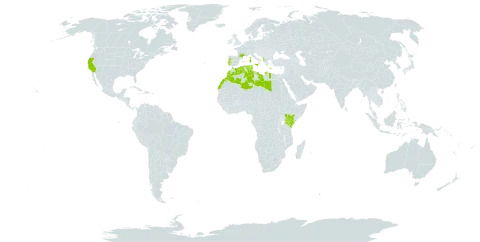 Coronilla valentina world distribution map, present in Albania, Algeria, Spain, France, Greece, Italy, Kenya, Libya, Morocco, Malta, Portugal, Tunisia, and United States of America