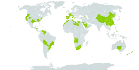 Cortaderia selloana world distribution map, present in Angola, Åland Islands, Australia, Bolivia (Plurinational State of), Brazil, China, Costa Rica, Cyprus, Egypt, Spain, France, Georgia, Honduras, Ireland, Italy, Libya, Morocco, New Zealand, Philippines, Portugal, Paraguay, Saudi Arabia, Turks and Caicos Islands, Tunisia, Taiwan, Province of China, Uruguay, United States of America, Venezuela (Bolivarian Republic of), and South Africa