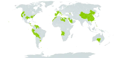 Cortaderia world distribution map, present in Angola, Åland Islands, Australia, Bolivia (Plurinational State of), China, Costa Rica, Cyprus, Ecuador, Egypt, Spain, Falkland Islands (Malvinas), France, Georgia, Guyana, Honduras, Italy, Libya, Morocco, Panama, Peru, Philippines, Portugal, Paraguay, Saudi Arabia, Turks and Caicos Islands, Taiwan, Province of China, Uruguay, United States of America, and Venezuela (Bolivarian Republic of)