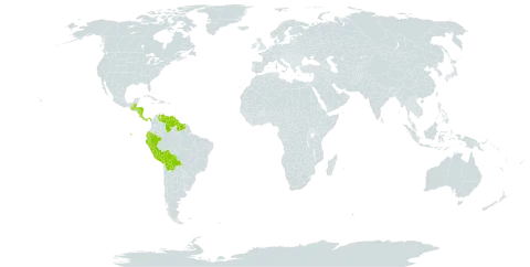 Coryanthes world distribution map, present in Belize, Bolivia (Plurinational State of), Costa Rica, Ecuador, Guatemala, Guyana, Honduras, Nicaragua, Panama, Peru, Suriname, and Venezuela (Bolivarian Republic of)