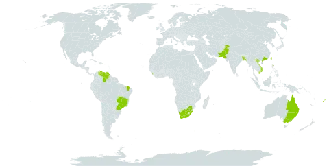 Corymbia maculata world distribution map, present in Australia, Bangladesh, Brazil, China, Fiji, Sri Lanka, Pakistan, Puerto Rico, Taiwan, Province of China, Venezuela (Bolivarian Republic of), Viet Nam, and South Africa