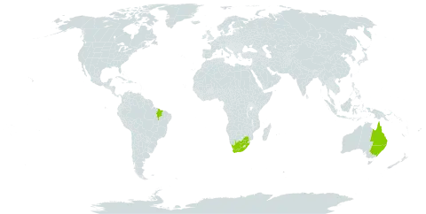 Corymbia tessellaris world distribution map, present in Australia, Brazil, and South Africa