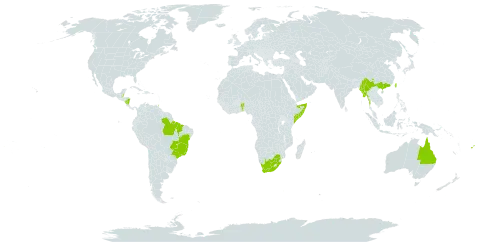 Corymbia torelliana world distribution map, present in Australia, Benin, Belize, Brazil, China, Fiji, Myanmar, Nicaragua, Somalia, Trinidad and Tobago, Taiwan, Province of China, and South Africa