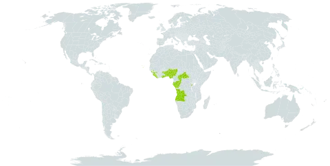 Corynanthe world distribution map, present in Angola, Benin, Central African Republic, Congo, Cabo Verde, Gabon, Ghana, Guinea, Liberia, Nigeria, Rwanda, Sierra Leone, and Togo