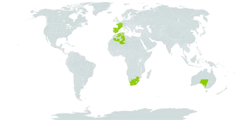 Corynephorus fasciculatus world distribution map, present in Australia, Algeria, Spain, France, Portugal, and South Africa