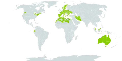 Corynephorus world distribution map, present in Australia, Austria, Bulgaria, Belarus, Cyprus, Czech Republic, Germany, Denmark, Algeria, Ecuador, Egypt, Spain, France, Micronesia (Federated States of), Greece, Hungary, Iran (Islamic Republic of), Italy, Libya, Morocco, Malaysia, Netherlands, Norway, Palau, Poland, Portugal, Romania, Singapore, Sweden, Turks and Caicos Islands, Tunisia, Ukraine, and United States of America