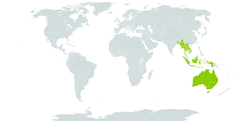 Corypha world distribution map, present in Andorra, Australia, Bangladesh, Indonesia, Lao People's Democratic Republic, Moldova (Republic of), Myanmar, Philippines, Thailand, and Viet Nam