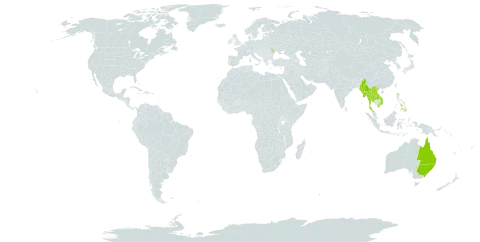 Corypha utan world distribution map, present in Andorra, Australia, Lao People's Democratic Republic, Moldova (Republic of), Myanmar, Philippines, Thailand, and Viet Nam