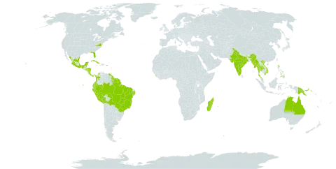 Cosmos caudatus world distribution map, present in Antigua and Barbuda, Australia, Bonaire, Sint Eustatius and Saba, Belize, Bolivia (Plurinational State of), Brazil, Colombia, Costa Rica, Cuba, Cayman Islands, Dominica, Ecuador, Fiji, Guadeloupe, Grenada, French Guiana, Guyana, Honduras, India, Jamaica, Saint Lucia, Sri Lanka, Madagascar, Mexico, Myanmar, Montserrat, Martinique, Mauritius, Nicaragua, Panama, Peru, Philippines, Papua New Guinea, Puerto Rico, Réunion, El Salvador, Suriname, Thailand, Trinidad and Tobago, United States of America, Venezuela (Bolivarian Republic of), Viet Nam, and Samoa