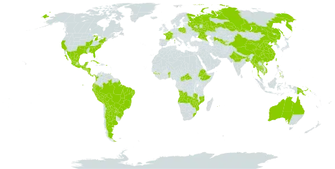 Cosmos sulphureus world distribution map, present in Angola, Argentina, American Samoa, Antigua and Barbuda, Australia, Belgium, Benin, Bangladesh, Bolivia (Plurinational State of), Brazil, Bhutan, Central African Republic, China, Colombia, Costa Rica, Cuba, Ecuador, Ethiopia, Fiji, France, Micronesia (Federated States of), Guinea, Guatemala, Guam, Honduras, India, Jamaica, Cambodia, Saint Lucia, Mexico, Myanmar, Northern Mariana Islands, Mozambique, Montserrat, Mauritius, Nicaragua, Niue, Nepal, Panama, Peru, Philippines, Papua New Guinea, Poland, Puerto Rico, Korea (Democratic People's Republic of), Paraguay, Réunion, Russian Federation, El Salvador, Thailand, Tajikistan, Trinidad and Tobago, Taiwan, Province of China, United States of America, Uzbekistan, Venezuela (Bolivarian Republic of), Viet Nam, South Africa, Zambia, and Zimbabwe