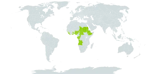 Costus lucanusianus world distribution map, present in Angola, Burkina Faso, Central African Republic, Congo, Cabo Verde, Ethiopia, Gabon, Ghana, Guinea, Liberia, Nigeria, Sudan, Sierra Leone, Chad, Togo, and Uganda