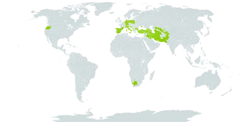 Cota altissima world distribution map, present in Afghanistan, Albania, Armenia, Azerbaijan, Belgium, Bulgaria, Bosnia and Herzegovina, Switzerland, Germany, Spain, France, United Kingdom of Great Britain and Northern Ireland, Georgia, Greece, Croatia, Iran (Islamic Republic of), Iraq, Italy, Lebanon, North Macedonia, Montenegro, Pakistan, Poland, Serbia, Slovenia, Tajikistan, Turkmenistan, Turkey, Ukraine, United States of America, Uzbekistan, and South Africa