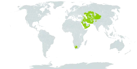 Cotoneaster nummularius world distribution map, present in Afghanistan, Armenia, Azerbaijan, China, Georgia, Greece, India, Iran (Islamic Republic of), Iraq, Kazakhstan, Kyrgyzstan, Lebanon, Oman, Pakistan, Saudi Arabia, Tajikistan, Turkmenistan, Uzbekistan, Yemen, and South Africa