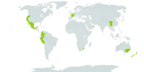 Cotoneaster pannosus world distribution map, present in Australia, China, Colombia, France, United Kingdom of Great Britain and Northern Ireland, Guam, Mexico, New Zealand, Peru, Portugal, United States of America, and South Africa