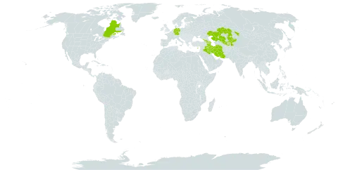 Cotoneaster racemiflorus world distribution map, present in Afghanistan, Armenia, Azerbaijan, Canada, Cyprus, Germany, Georgia, Iran (Islamic Republic of), Iraq, Kazakhstan, Kyrgyzstan, Tajikistan, and Uzbekistan