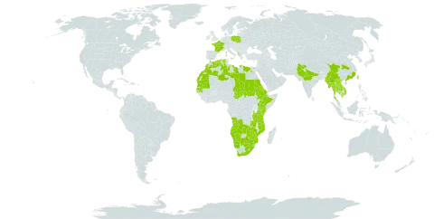 Cotula anthemoides world distribution map, present in Angola, Anguilla, Albania, Botswana, China, Algeria, Egypt, Eritrea, Ethiopia, France, India, Israel, Kenya, Cambodia, Lao People's Democratic Republic, Libya, Lesotho, Morocco, Myanmar, Mozambique, Mauritania, Namibia, Nepal, Pakistan, Poland, Saudi Arabia, Sudan, Senegal, eSwatini, Chad, Thailand, Taiwan, Province of China, Tanzania, United Republic of, Viet Nam, South Africa, Zambia, and Zimbabwe