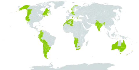 Cotula coronopifolia world distribution map, present in Angola, Argentina, Australia, Austria, Belgium, Bolivia (Plurinational State of), Brazil, Canada, Chile, Colombia, Germany, Denmark, Algeria, Ecuador, Spain, France, United Kingdom of Great Britain and Northern Ireland, Greece, India, Italy, Morocco, Mexico, Namibia, Netherlands, Norway, New Zealand, Peru, Portugal, Paraguay, Tunisia, Uruguay, United States of America, and South Africa