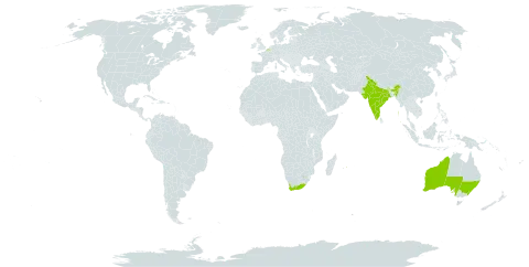 Cotula turbinata world distribution map, present in Australia, Belgium, India, Mauritius, and South Africa