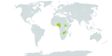 Crassocephalum bauchiense world distribution map, present in Cameroon, Guinea, Nigeria, South Sudan, Togo, Uganda, and Zambia