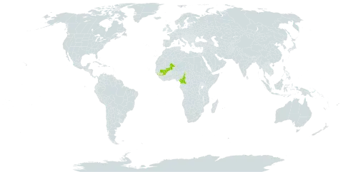 Crassocephalum gracile world distribution map, present in Cameroon, Guinea, Equatorial Guinea, and Mali