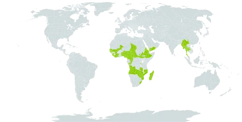 Crassocephalum rubens world distribution map, present in Angola, Burundi, Benin, Central African Republic, China, Côte d'Ivoire, Cameroon, Congo, Comoros, Cabo Verde, Eritrea, Ethiopia, Guinea, Guinea-Bissau, Equatorial Guinea, Liberia, Madagascar, Mali, Myanmar, Mozambique, Mauritius, Malawi, Nigeria, Réunion, Senegal, Sierra Leone, South Sudan, Sao Tome and Principe, Chad, Togo, Thailand, Yemen, South Africa, Zambia, and Zimbabwe