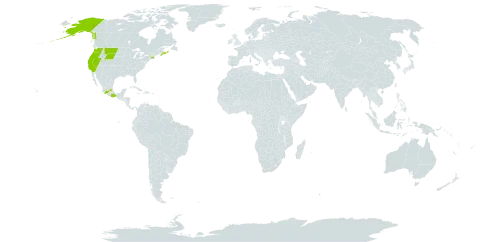 Crassula saginoides world distribution map, present in Canada, Mexico, and United States of America