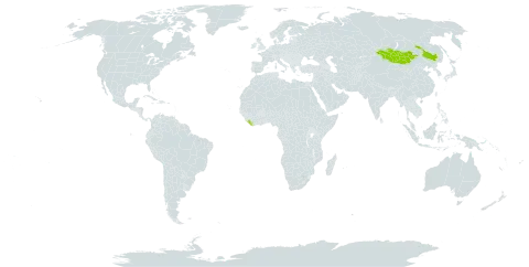 Crataegus dahurica world distribution map, present in China, Liberia, and Mongolia