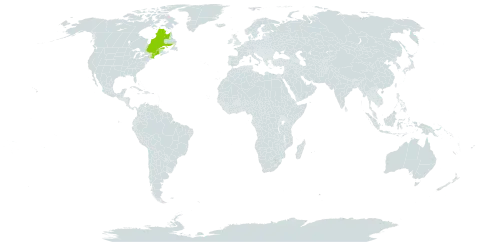 Crataegus lemingtonensis world distribution map, present in Canada and United States of America