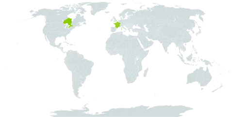 Crataegus x media world distribution map, present in Canada, France, and United Kingdom of Great Britain and Northern Ireland