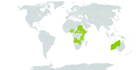 Craterostigma newtonii world distribution map, present in Angola, Australia, Central African Republic, Ethiopia, Kenya, Malawi, Nigeria, Rwanda, Sudan, South Sudan, Togo, Tanzania, United Republic of, Uganda, Zambia, and Zimbabwe