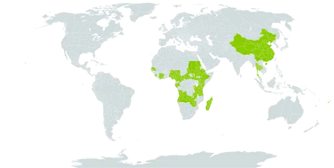 Craterostigma nummulariifolium world distribution map, present in Angola, Burundi, Central African Republic, China, Côte d'Ivoire, Cameroon, Ethiopia, Fiji, Gabon, Kenya, Madagascar, Malawi, Nigeria, Rwanda, Sudan, Senegal, Sierra Leone, South Sudan, Thailand, Tanzania, United Republic of, Uganda, Zambia, and Zimbabwe