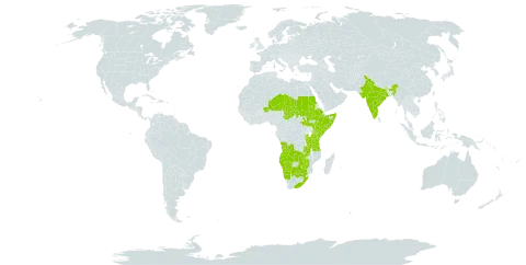 Craterostigma plantagineum world distribution map, present in Angola, Burundi, Burkina Faso, Botswana, Ethiopia, India, Kenya, Namibia, Niger, Rwanda, Sudan, Somalia, South Sudan, Chad, Tanzania, United Republic of, Uganda, South Africa, Zambia, and Zimbabwe