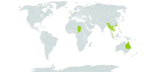 Crateva religiosa world distribution map, present in American Samoa, Australia, Bhutan, China, Germany, Fiji, France, Micronesia (Federated States of), Indonesia, India, Iraq, Iceland, Japan, Kenya, Kyrgyzstan, Cambodia, Kiribati, Lao People's Democratic Republic, Myanmar, Malaysia, Nepal, Philippines, Palau, Papua New Guinea, Puerto Rico, Solomon Islands, Chad, Thailand, Tonga, Taiwan, Province of China, United States of America, Viet Nam, and Samoa