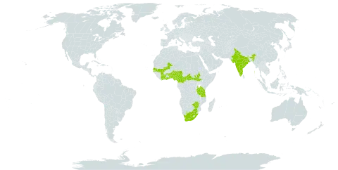 Crepidorhopalon debilis world distribution map, present in Benin, Burkina Faso, Central African Republic, Côte d'Ivoire, Cameroon, Ghana, India, Mali, Nigeria, Senegal, South Sudan, Togo, Tanzania, United Republic of, Uganda, South Africa, and Zimbabwe