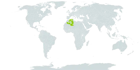 Crepis arenaria subsp. suberostris world distribution map, present in Algeria and United Kingdom of Great Britain and Northern Ireland