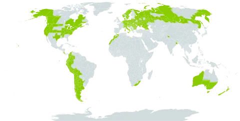 Crepis capillaris world distribution map, present in Albania, Andorra, Argentina, American Samoa, Australia, Austria, Belgium, Bulgaria, Bosnia and Herzegovina, Belarus, Bolivia (Plurinational State of), Canada, Switzerland, Chile, Colombia, Costa Rica, Czech Republic, Germany, Denmark, Ecuador, Spain, France, United Kingdom of Great Britain and Northern Ireland, Georgia, Gibraltar, Croatia, Hungary, India, Italy, Liechtenstein, Lithuania, Luxembourg, Morocco, North Macedonia, Malta, Montenegro, Netherlands, Norway, New Zealand, Peru, Poland, Portugal, Romania, Russian Federation, Saint Helena, Ascension and Tristan da Cunha, Serbia, Slovakia, Slovenia, Sweden, Ukraine, United States of America, and South Africa