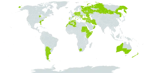 Crepis foetida subsp. foetida world distribution map, present in Andorra, Argentina, Armenia, Australia, Austria, Azerbaijan, Belgium, Bulgaria, Bosnia and Herzegovina, Switzerland, Cyprus, Czech Republic, Germany, Djibouti, Algeria, Eritrea, Spain, Ethiopia, France, United Kingdom of Great Britain and Northern Ireland, Georgia, Gibraltar, Greece, Croatia, Hungary, Iran (Islamic Republic of), Iraq, Italy, Jordan, Kenya, Lebanon, Luxembourg, Morocco, Monaco, Moldova (Republic of), North Macedonia, Montenegro, Netherlands, New Zealand, Oman, Poland, Portugal, Romania, Russian Federation, Saudi Arabia, Sudan, Somalia, Serbia, Slovakia, Slovenia, Syrian Arab Republic, Turkey, Ukraine, United States of America, and South Africa