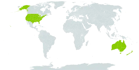 Crepis world distribution map, present in American Samoa, Australia, New Zealand, and United States of America