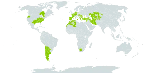 Crepis pulchra subsp. pulchra world distribution map, present in Albania, Andorra, Argentina, Armenia, Belgium, Bulgaria, Bosnia and Herzegovina, Canada, Switzerland, Chile, Cyprus, Germany, Algeria, Spain, France, United Kingdom of Great Britain and Northern Ireland, Georgia, Greece, Croatia, Hungary, Iran (Islamic Republic of), Israel, Italy, Kazakhstan, Kyrgyzstan, Lebanon, Luxembourg, Morocco, North Macedonia, Montenegro, Portugal, Romania, Serbia, Slovakia, Slovenia, Syrian Arab Republic, Tajikistan, Turkmenistan, Turkey, Ukraine, United States of America, Uzbekistan, and South Africa