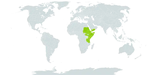 Crepis rueppellii world distribution map, present in Djibouti, Eritrea, Ethiopia, Kenya, Saudi Arabia, Sudan, Somalia, South Sudan, Tanzania, United Republic of, and Yemen