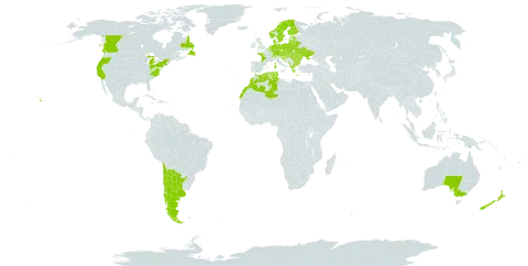 Crepis vesicaria subsp. taraxacifolia world distribution map, present in Albania, Andorra, Argentina, Australia, Austria, Belgium, Bulgaria, Bosnia and Herzegovina, Belarus, Canada, Switzerland, Chile, Czech Republic, Germany, Denmark, Algeria, Spain, Estonia, Finland, France, United Kingdom of Great Britain and Northern Ireland, Gibraltar, Greece, Croatia, Hungary, Italy, Liechtenstein, Lithuania, Luxembourg, Latvia, Morocco, Monaco, Moldova (Republic of), North Macedonia, Montenegro, Netherlands, Norway, New Zealand, Poland, Portugal, Romania, Russian Federation, Serbia, Slovakia, Slovenia, Sweden, Tunisia, Ukraine, and United States of America