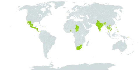 Crescentia alata world distribution map, present in Benin, Costa Rica, Guadeloupe, Equatorial Guinea, Guatemala, Guam, Honduras, India, Mexico, Malta, Northern Mariana Islands, Mauritius, Nicaragua, Panama, Philippines, Papua New Guinea, Puerto Rico, Réunion, El Salvador, Chad, Thailand, Viet Nam, and South Africa