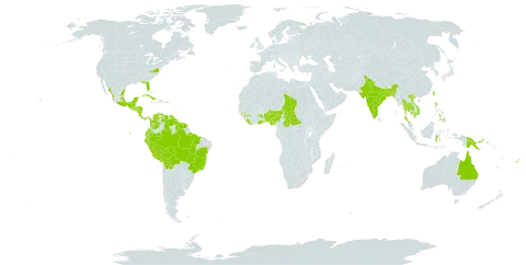 Crescentia cujete world distribution map, present in Anguilla, Antigua and Barbuda, Australia, Benin, Bonaire, Sint Eustatius and Saba, Burkina Faso, Bangladesh, Bahamas, Belize, Bermuda, Bolivia (Plurinational State of), Brazil, Barbados, Central African Republic, Cook Islands, Colombia, Costa Rica, Cuba, Cayman Islands, Dominica, Ecuador, Fiji, Ghana, Guinea, Guadeloupe, Equatorial Guinea, Grenada, Guatemala, French Guiana, Guyana, Honduras, Indonesia, India, Jamaica, Cambodia, Saint Kitts and Nevis, Liberia, Saint Lucia, Sri Lanka, Mexico, Montserrat, Martinique, Mauritius, Nigeria, Nicaragua, Panama, Peru, Philippines, Palau, Papua New Guinea, Puerto Rico, Réunion, El Salvador, Suriname, Chad, Thailand, Trinidad and Tobago, Taiwan, Province of China, United States of America, Saint Vincent and the Grenadines, Venezuela (Bolivarian Republic of), and Viet Nam