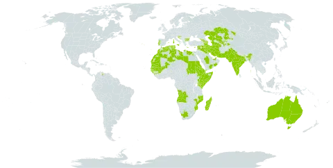 Cressa cretica world distribution map, present in Afghanistan, Angola, Anguilla, United Arab Emirates, Armenia, Australia, Azerbaijan, Bulgaria, Bahrain, Cyprus, Djibouti, Algeria, Egypt, Eritrea, Spain, Ethiopia, France, Georgia, Guinea, Guinea-Bissau, Greece, Croatia, India, Iran (Islamic Republic of), Iraq, Israel, Italy, Kazakhstan, Kenya, Kuwait, Libya, Sri Lanka, Morocco, Madagascar, Mali, Mozambique, Mauritania, Oman, Pakistan, Portugal, Qatar, Saudi Arabia, Sudan, Senegal, Somalia, Syrian Arab Republic, Tajikistan, Turkmenistan, Tunisia, Uzbekistan, Venezuela (Bolivarian Republic of), Yemen, and South Africa